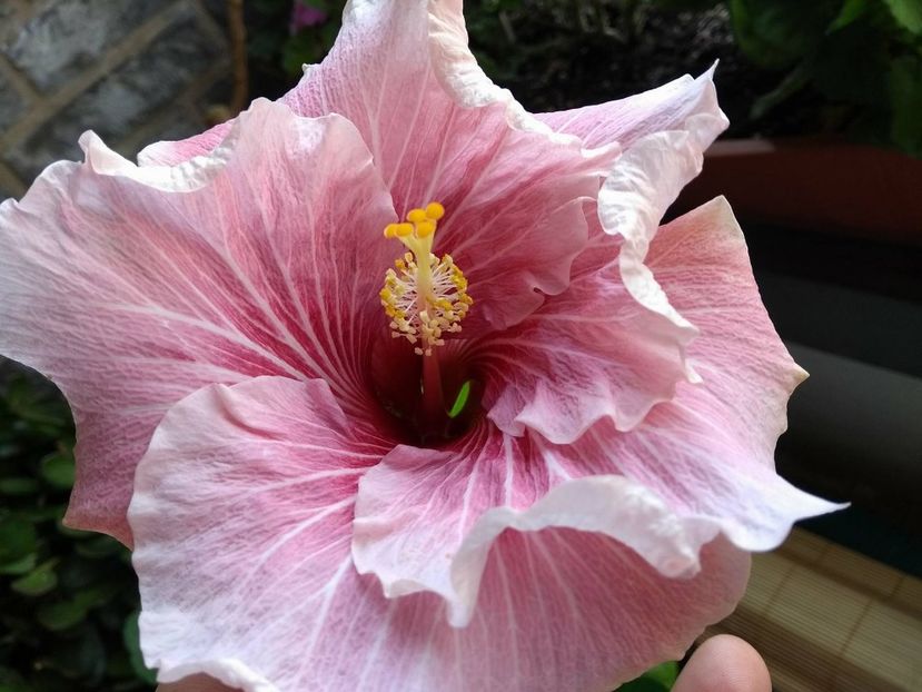  - Tahitian Black Rainbow