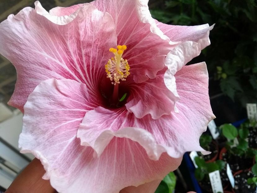  - Tahitian Black Rainbow