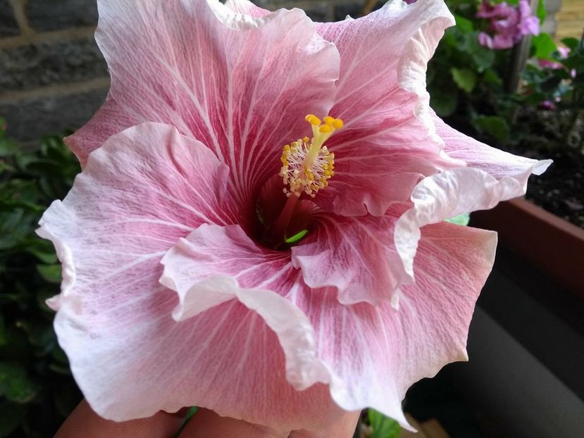  - Tahitian Black Rainbow