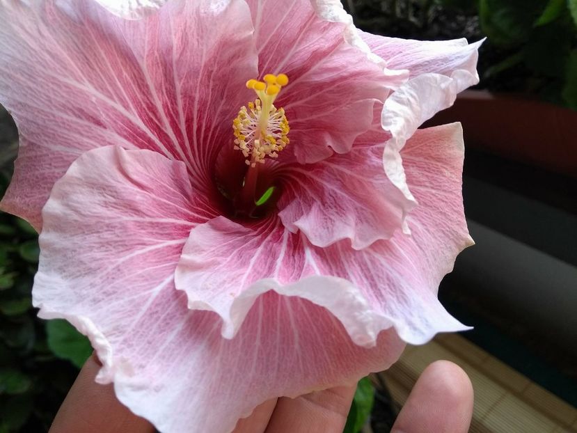  - Tahitian Black Rainbow