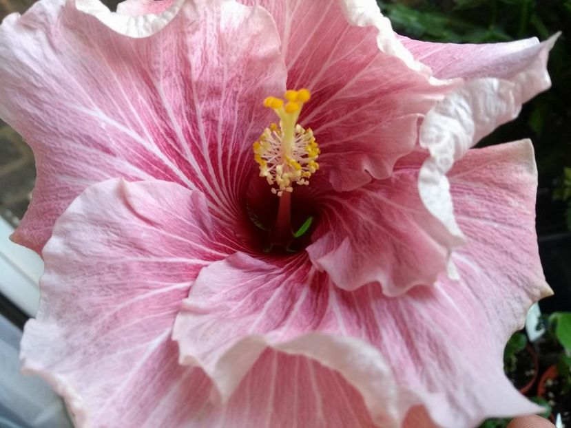  - Tahitian Black Rainbow