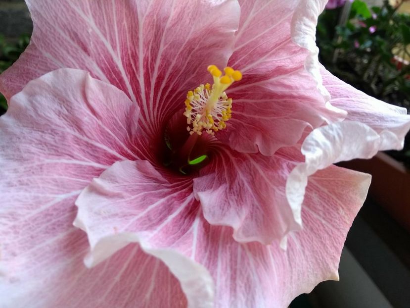  - Tahitian Black Rainbow