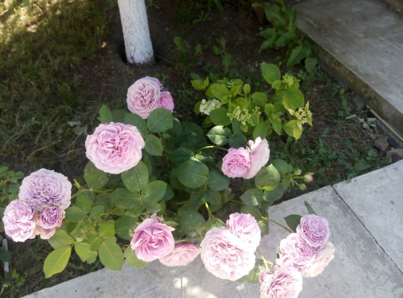 2018-29 mai - gradina 2018