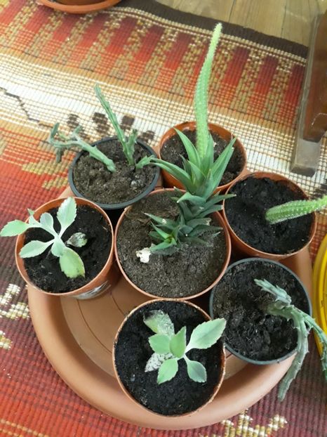  - Plantutele mele