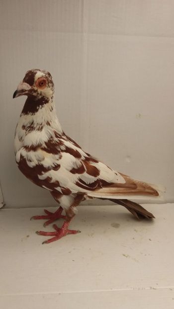 F 2017 vanduta - De! voiajori vanduti