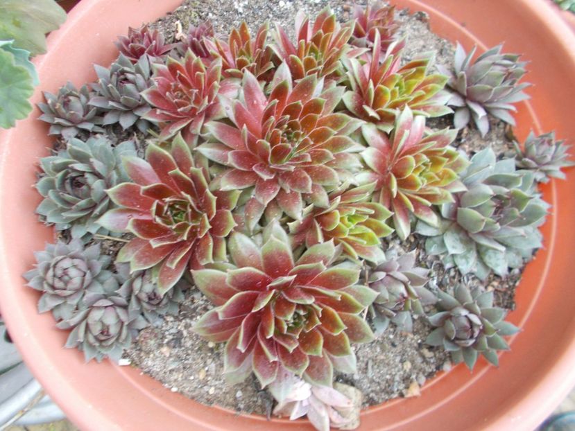  - Cactusi si suculente_2018