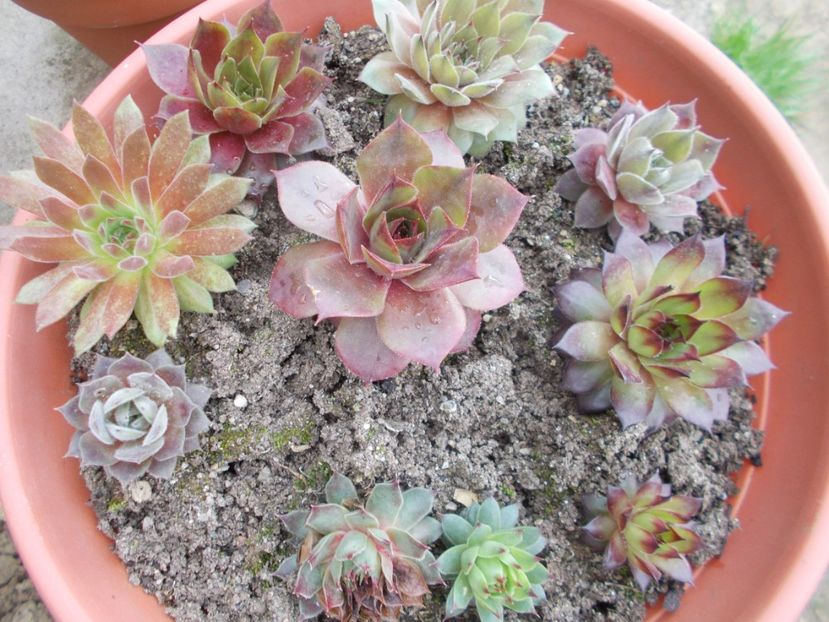  - Cactusi si suculente_2018