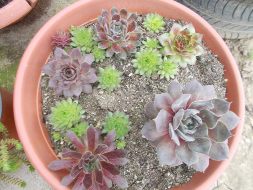  - Cactusi si suculente_2018