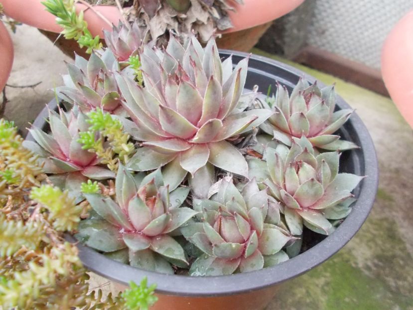  - Cactusi si suculente_2018