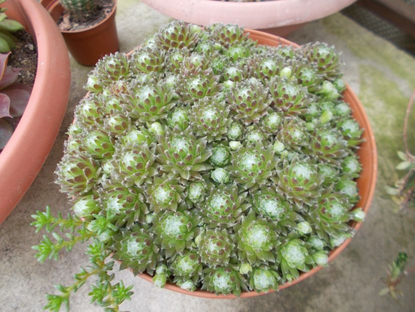  - Cactusi si suculente_2018