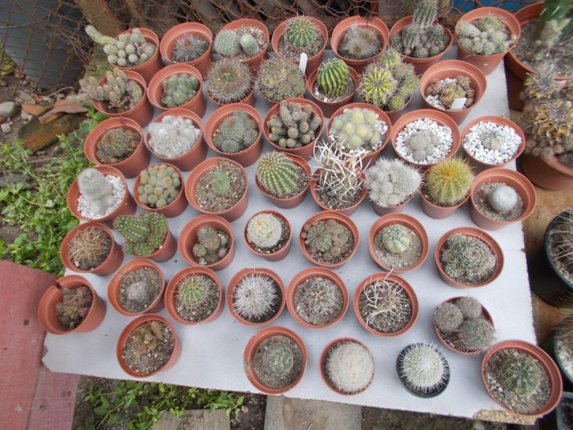  - Cactusi si suculente_2018