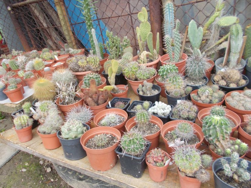  - Cactusi si suculente_2018