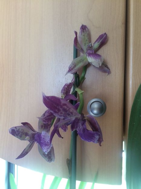 29.05.2018 - 9-Orchideele mele