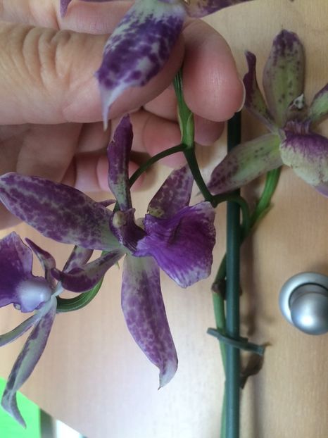29.05.2018 - 9-Orchideele mele