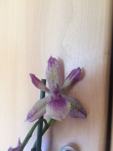 29.05.2018 - 9-Orchideele mele