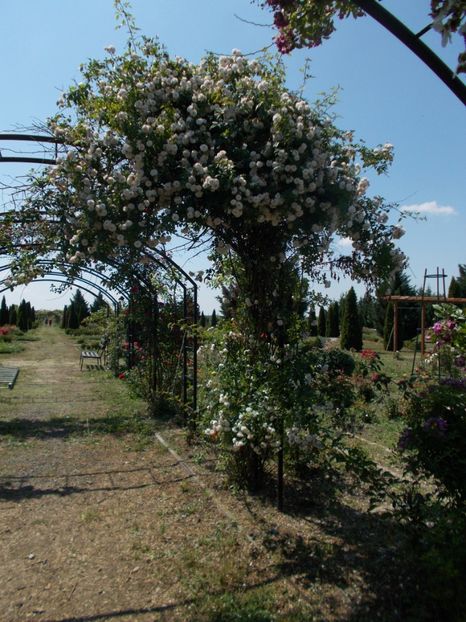  - Rozariul de la Mândruloc- paradisul trandafirilor