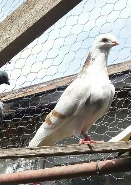 received_839465866243844-1-1 - 4-Jucatori de Galati