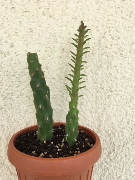 Austrocylindropuntia subulata 1 - Suculente