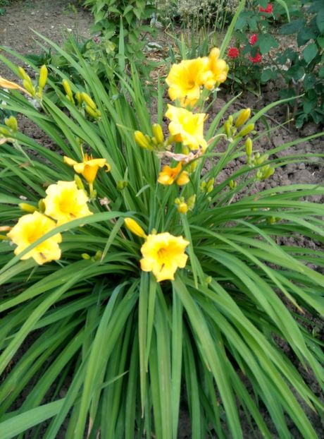  - diverse flori 2018