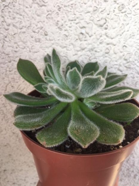 ECHEVERIA 2 - Suculente