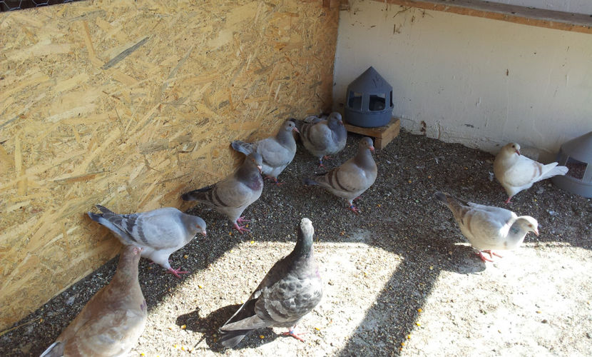  - 03 PUI TEXANI 2018