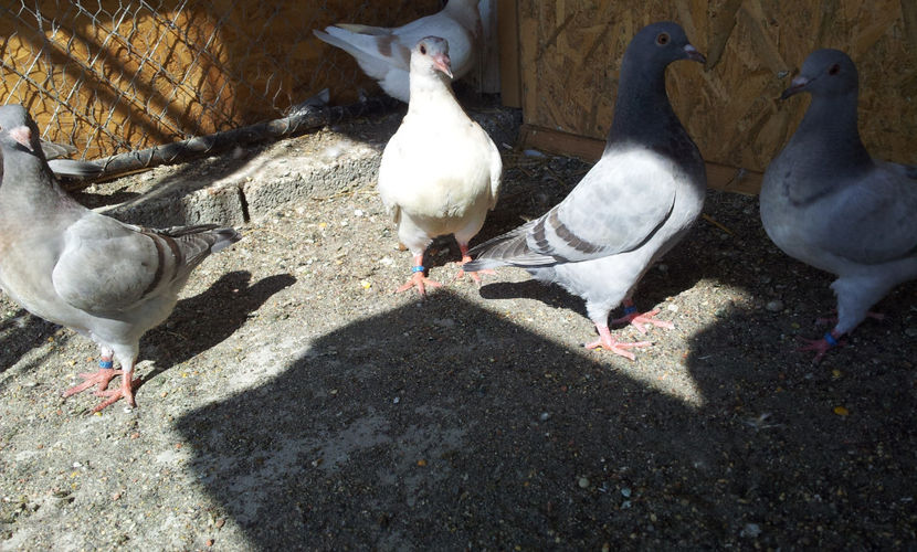  - 03 PUI TEXANI 2018