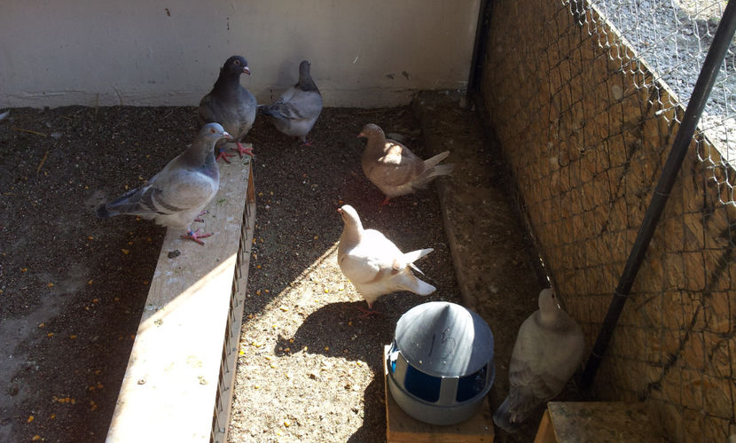  - 03 PUI TEXANI 2018