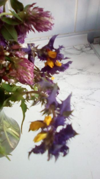 IMG-20180523-WA0019 - 29 mai 2018 - Parfum de Maramures