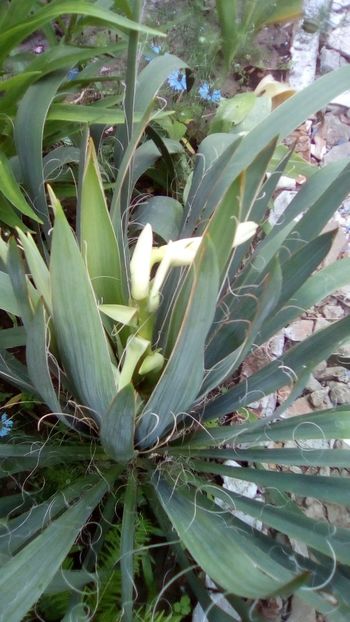 IMG-20180524-WA0008 - Yucca filamentosa