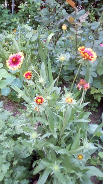 IMG-20180524-WA0022 - Gaillardia aristata