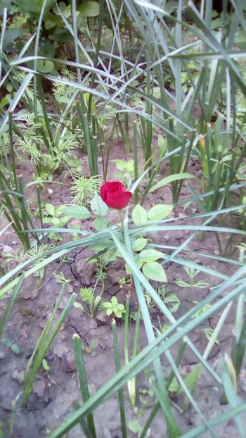 IMG-20180524-WA0026 - 3 Eu si florile mele