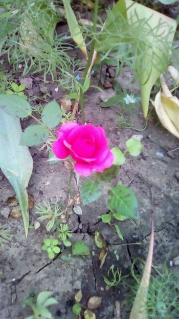 IMG-20180524-WA0032 - TRANDAFIRII MEI