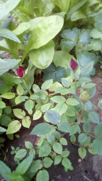 IMG-20180524-WA0043 - TRANDAFIRII MEI