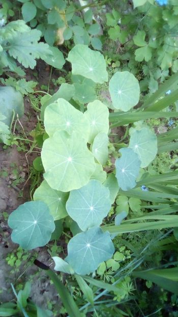 IMG-20180524-WA0051 - Caltunasi - Tropaeolum majus L