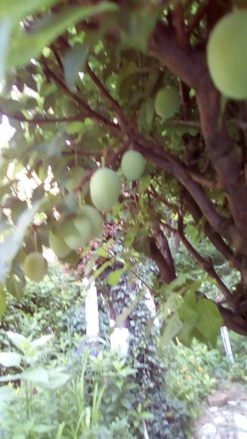 IMG-20180524-WA0059 - 3 Eu si florile mele