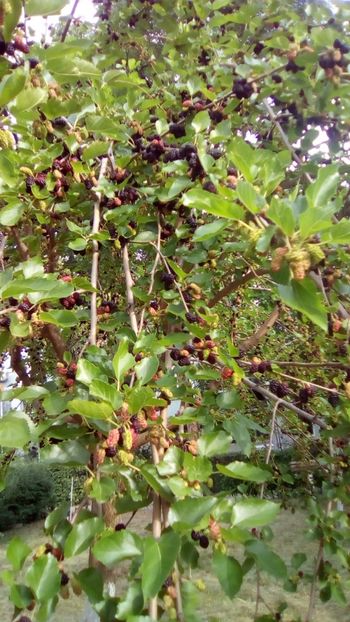 IMG-20180526-WA0002 - 3 Eu si florile mele