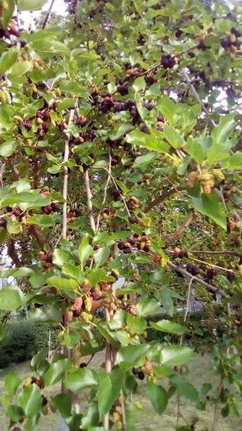 IMG-20180526-WA0003 - 3 Eu si florile mele