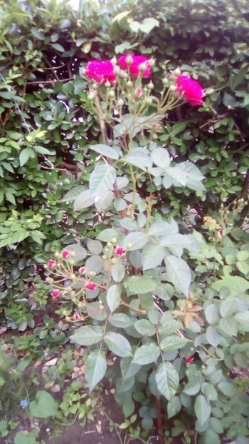 IMG-20180527-WA0002 - 3 Eu si florile mele