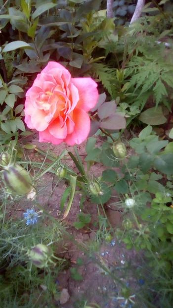 IMG-20180527-WA0009 - 3 Eu si florile mele