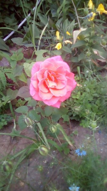 IMG-20180527-WA0010 - 3 Eu si florile mele