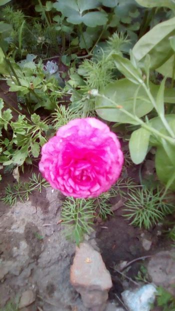 IMG-20180527-WA0020 - 3 Eu si florile mele