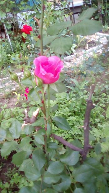 IMG-20180527-WA0021 - 3 Eu si florile mele