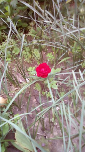 IMG-20180527-WA0023 - 3 Eu si florile mele