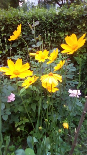 IMG-20180527-WA0026 - Coreopsis