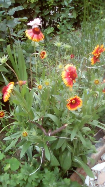 IMG-20180527-WA0027 - 3 Eu si florile mele