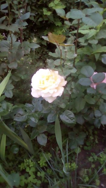 IMG-20180527-WA0030 - 3 Eu si florile mele