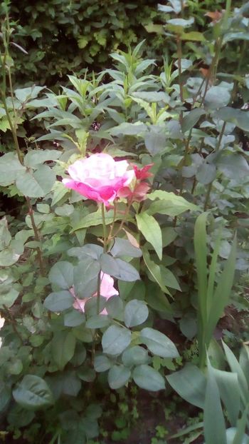 IMG-20180527-WA0032 - 3 Eu si florile mele