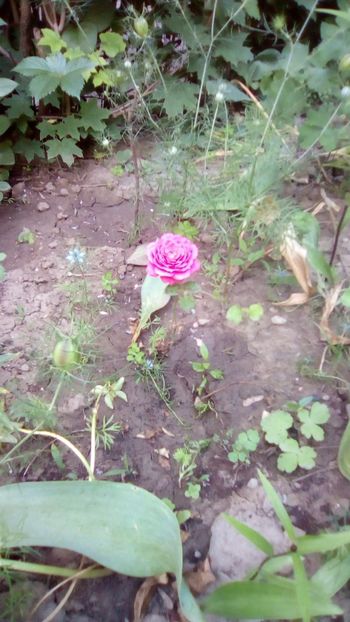 IMG-20180527-WA0033 - 3 Eu si florile mele