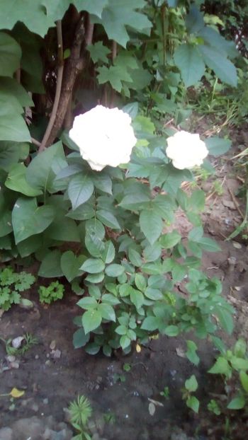 IMG-20180527-WA0036 - 3 Eu si florile mele