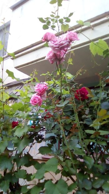 IMG-20180527-WA0038 - 3 Eu si florile mele